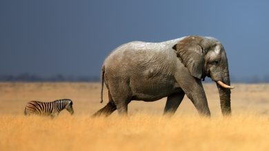 Elephant-shot-ifmfKz.jpg