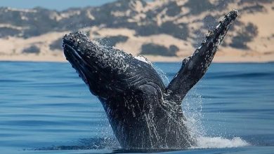 Pambele-Beach-House-whale-watching-Mozambique-OZ1RBZ.jpg