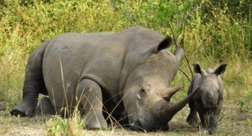 Uganda Wildlife Authority Closes Ziwa Rhino Sanctuary